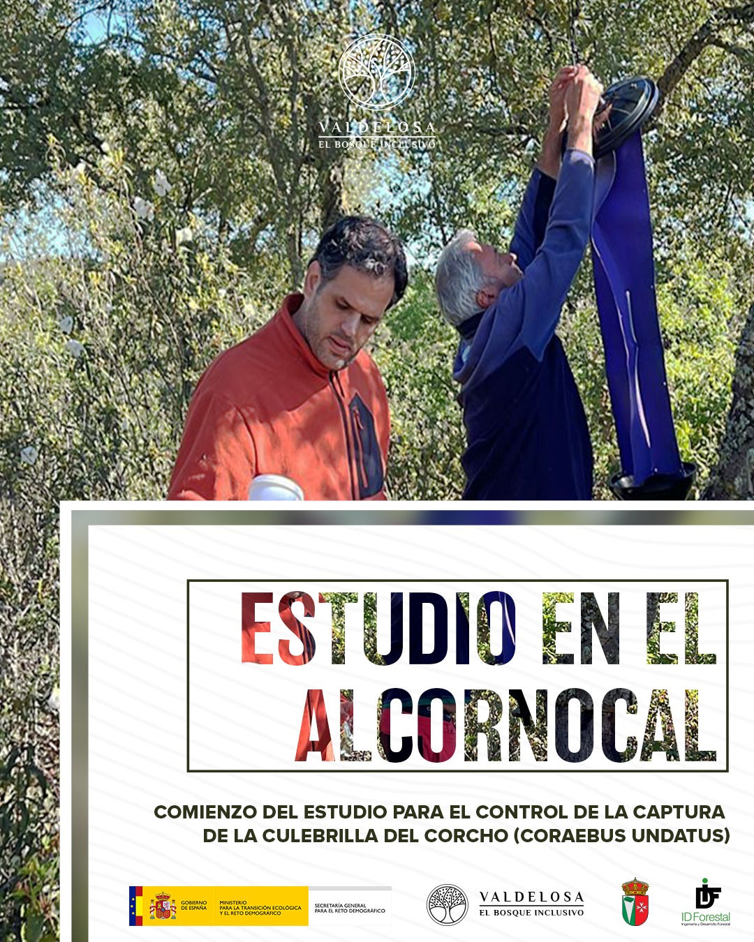 Trabajos de estudio en el alcornocal